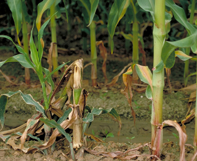 ASSESSING THE POTENTIAL FOR CORN STALK ROT